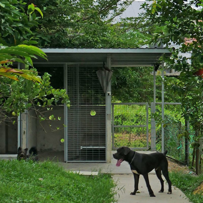 000-Dog-House---cover-photo
